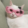 Фото профиля La cuenta del Gato 🐈