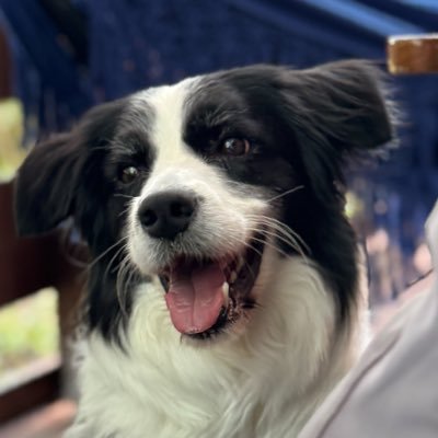 bordercoli_amir's profile picture
