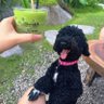 田中陽子 的头像