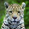 Jaguar 🐆 profil fotoğrafı
