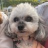 yuzu-iro's profile picture