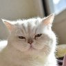 Фото профиля BasilVeil