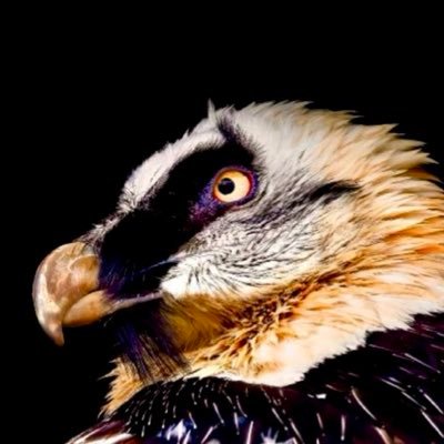 Space Vulture ⚡️'s profile picture
