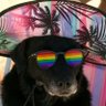 Profilbild von Todo Dia Cães
