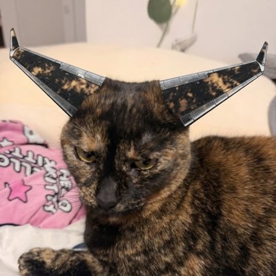 freya 🐈 nemo 🪽's profile picture