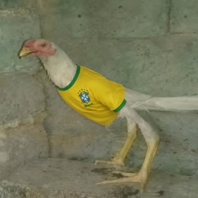 galo em baixa qualidade's profile picture