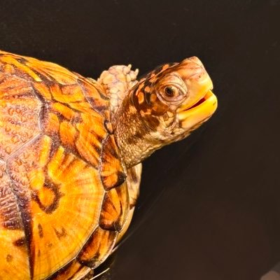 Tommy's profile picture