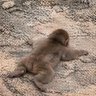 さる profil fotoğrafı