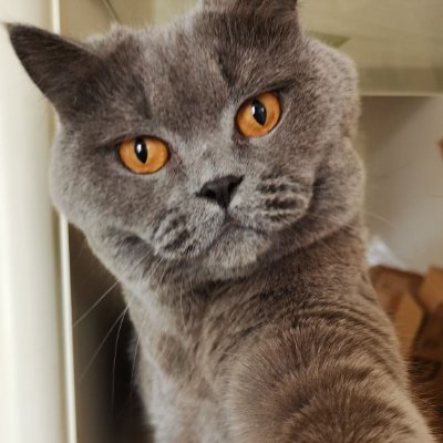 Lwith3cats's profile picture