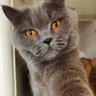 Фото профиля 老猫牙口好