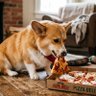 CORGI INU 🐶 的头像