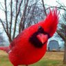 ole Cardinals fan profil fotoğrafı