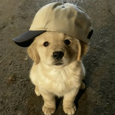 Acc101（视飞博主）'s profile picture