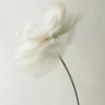 Фото профиля white wind