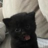 moji 的头像
