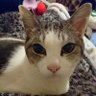 日向's profile picture