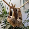 Фото профиля sloth 🦥