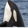 Profilbild von Orca