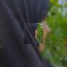 خانم یزدیان profil fotoğrafı
