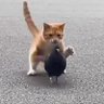 Haaaambuguh yum profil fotoğrafı
