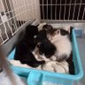 Profilbild von 猫好き一家