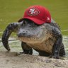 Фото профиля Bay Area Gator
