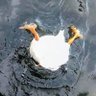 Фото профиля Duck
