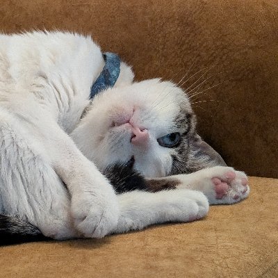 SrGatocho's profile picture