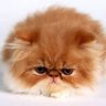 Pisipisidipisi's profile picture
