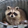 Profilbild von An Actual Racoon