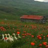 Фото профиля Matin Aramesh