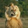 Leissam profil fotoğrafı