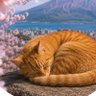 もこにゃん profil fotoğrafı