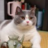 大艺术家二福 profil fotoğrafı
