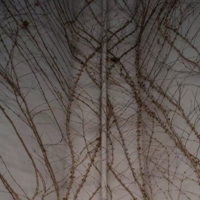 _SHENGYIN's profile picture