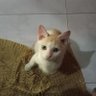 cherly 的头像