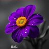 Jothiamuthsv profil fotoğrafı