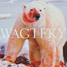 Profilbild von WAGTFKY