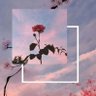 Kẹo Ngọt Cây's profile picture