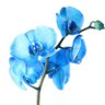 Orquidea Azul's profile picture