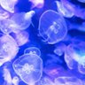 Фото профиля はぶくらげ