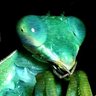 Mantis💉's profile picture