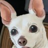 Kuma the Dog's profile picture