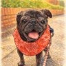 パグ犬のたんぼくん's profile picture