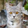 Profilbild von txt dari meong
