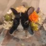 シニアうさぎと下僕家族🐰🏠 的头像