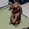 こまぴょん 的头像