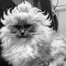。。。's profile picture