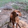 Dixie Leach's profile picture