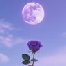 فتاة المراعي💜 的头像